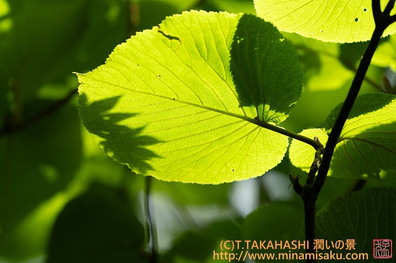 ../Images/7R250712 (104).jpg